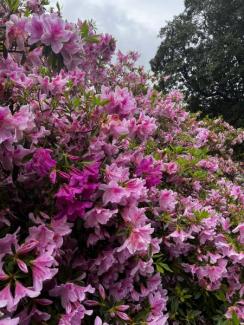 uga flowers