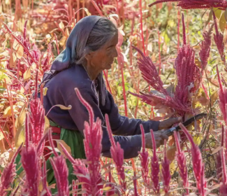 Amaranth The Guardian