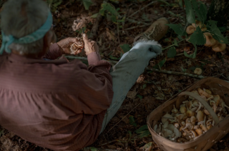 Amy Walker, an elder with the Eastern Band of Cherokee Indians, collecting wild mushrooms.