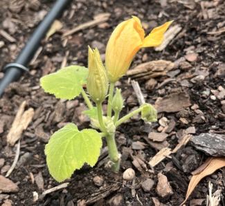 3 sisters squash EGA UGA