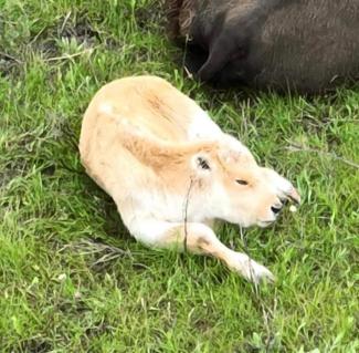 White Buffalo