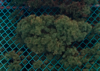 Oscar Palacio, Shrubs © 2001