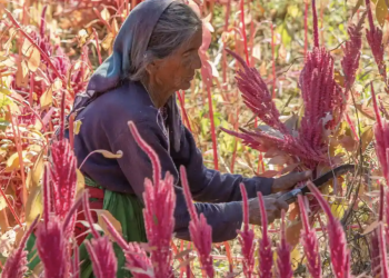 Amaranth The Guardian