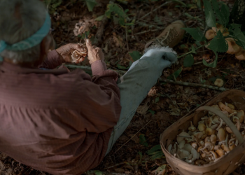 Amy Walker, an elder with the Eastern Band of Cherokee Indians, collecting wild mushrooms.