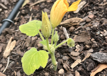 3 sisters squash EGA UGA