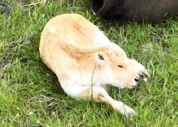 White Buffalo